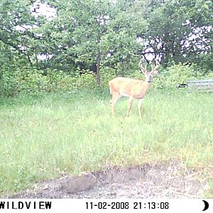 What Do You Think About This Buck