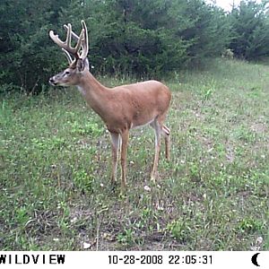 What Do You Think About This Buck?