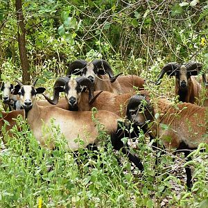 Barbados Sheep At Boar Ridge Wellston Ok