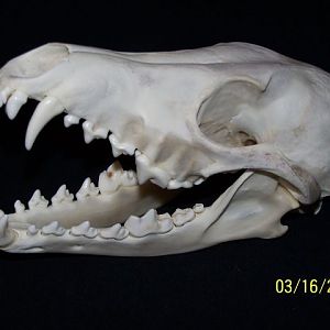 Coyote Skull 2