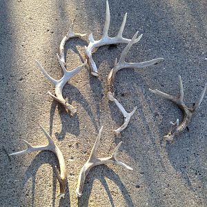 Good Day Of Shed Hunting