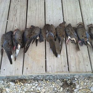 First Dove Hunt