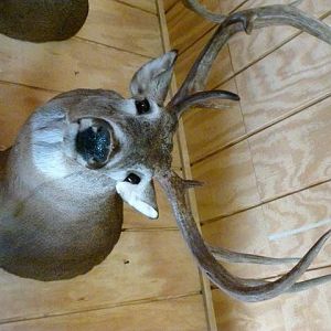 Mike's Taxidermy