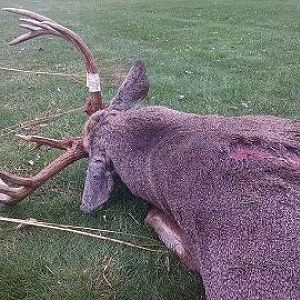 2015 Shotgun Buck