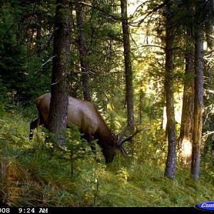 5x5 bull in SE Idaho Fall 08