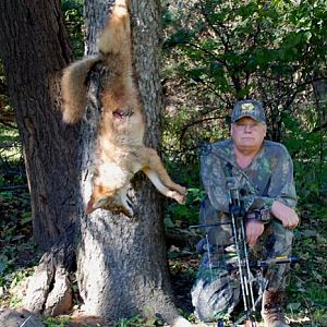 November coyote 2009, I have been trying to score a yote for years with a bow, finally did it.