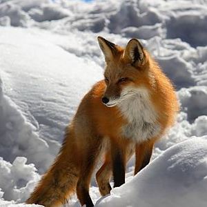 Fox Photo