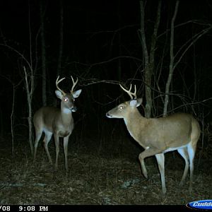 trailcamdinks