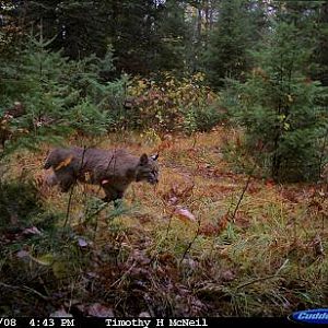 bobcat