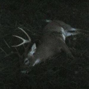 Right how I found him, 30 yds away