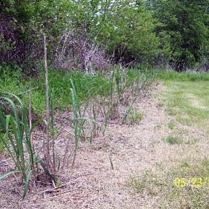 Miscantus Growth