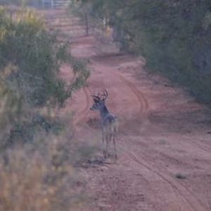 This basket 8 point was too small for my brother-in-law's management plan in south Texas.