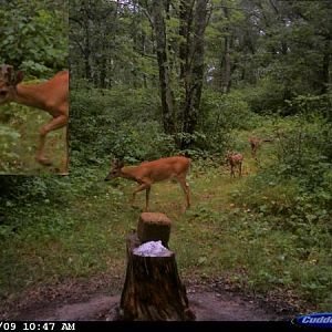 Antlered doe with 2 fawns?