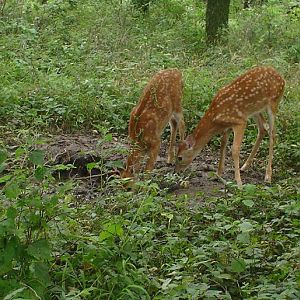 2 fawns