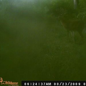 big buck 2