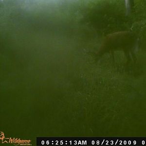 big buck 3