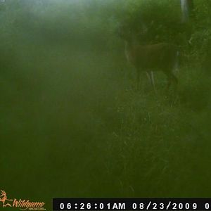 big buck 4