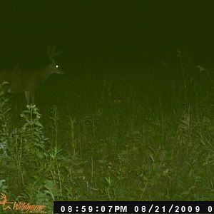 Spot 1 buck 1