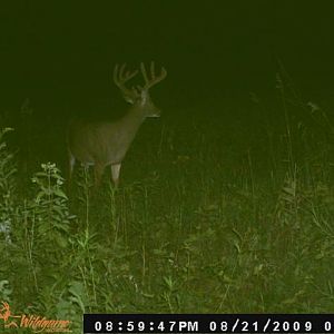 SPot 1 buck 2