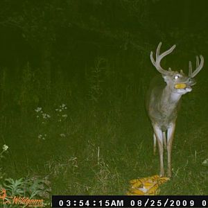 Buck with corn in his mouth