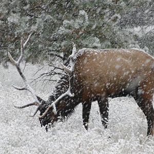 Snowy Elk Fall 2009 026