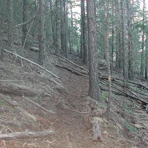 Well used elk trail.