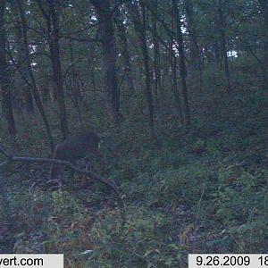 trail cam 093