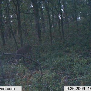 trail cam 094