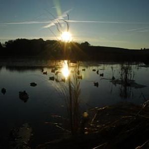 decoys sunrise (2)