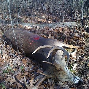 2009 Archery Buck In The Field