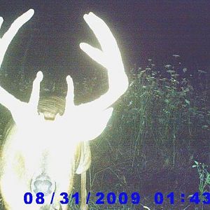 2009 Archery Buck On Trail Cam