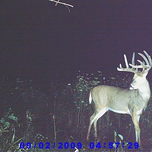 Trail Cam