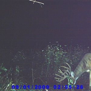 Trail Cam