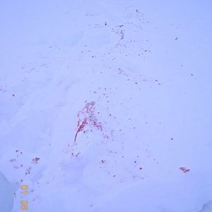 Blood Trail (2)