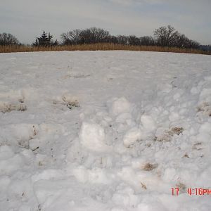 alfalfa winter pics 003