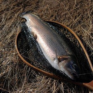 FAT bow in the net.