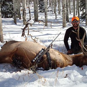 colorado bull