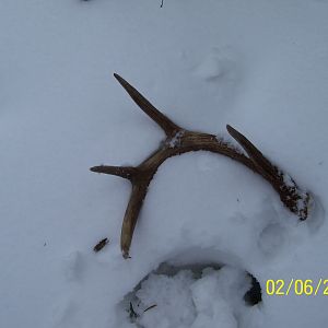 Shed Antlers 008