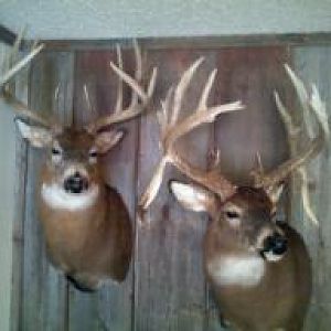one on left i shot last year with muzzle loader and the drop tine buck.. those are sheds i found
