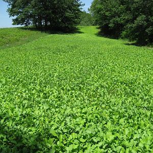 Brassica stand - field of green.