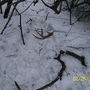 Shed Antlers 003