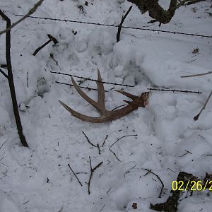 Shed Antlers 004