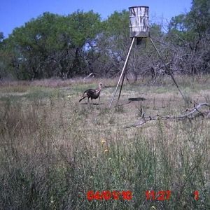 South Texas Rio Grande I was after 2010.