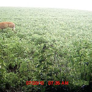 Wide Buck 1 (2)