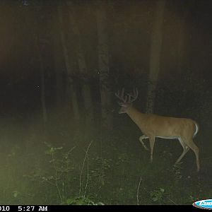 deer pics 2010 253