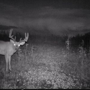 Seen that a few people on Iowawhitetail have used apples to see what was in there neck of the woods. So this is the results. He is young but has great