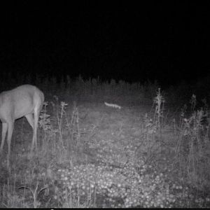 I'm calling this buck "Tall Tines" due to his rack going almost straight up.