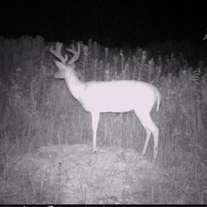 Check out that left G2. I've never seen such mass on a young deer. Wow !!!