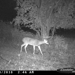 Farm 2 - Bachelor 2 or maybe 3....cant tell if he has a g4 on the left side like bachelor 2 does.