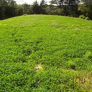 Clover plot